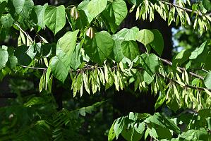 2025-06169049 Acton Arboretum, MA